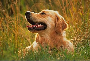 B社确认《红霞岛》主机版将有60FPS的补丁