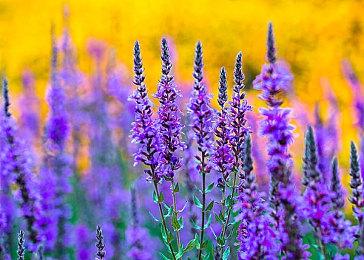 冒险RPG《胡言山的魔理沙》现已支持试玩 支持中文